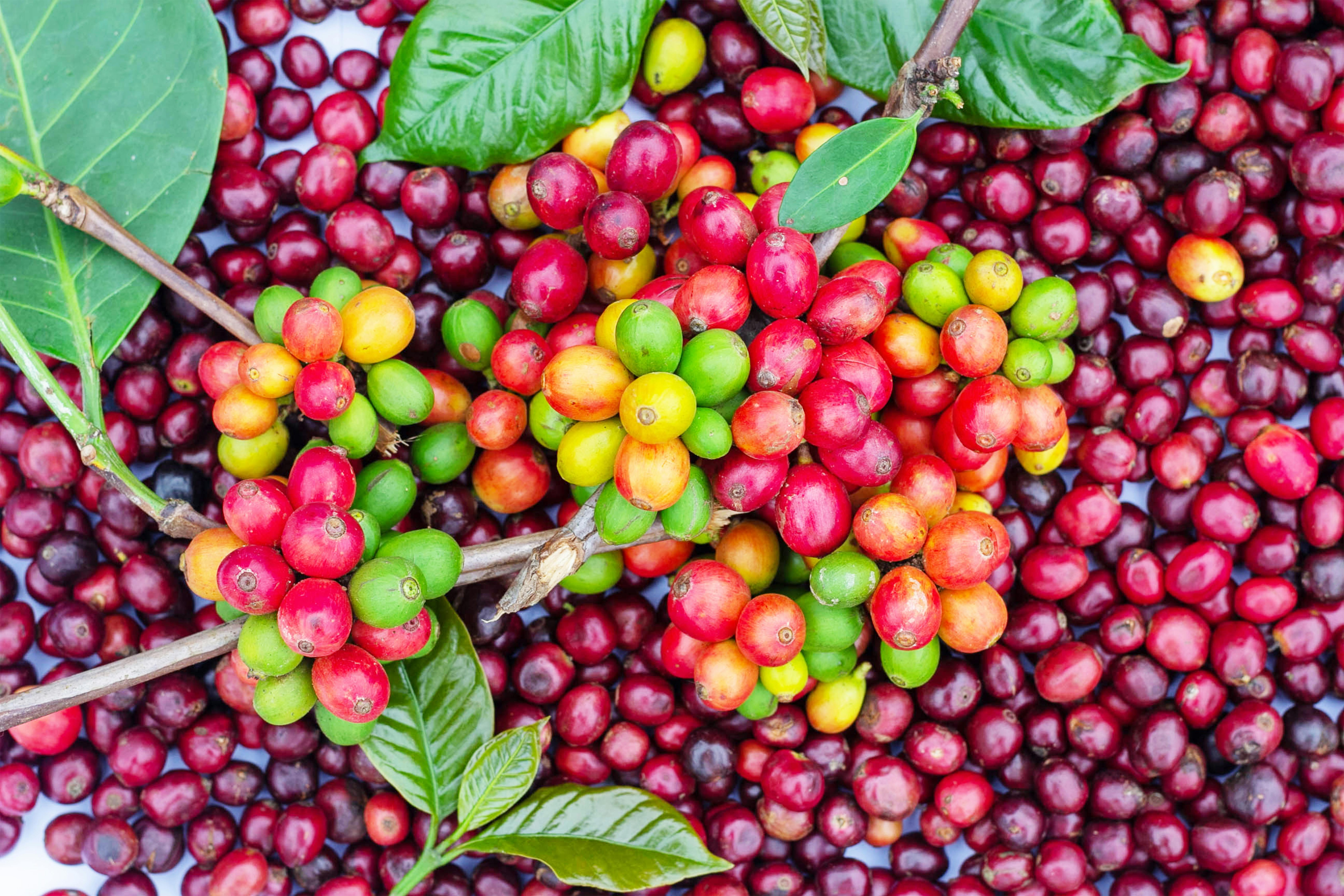 Coffee cherries