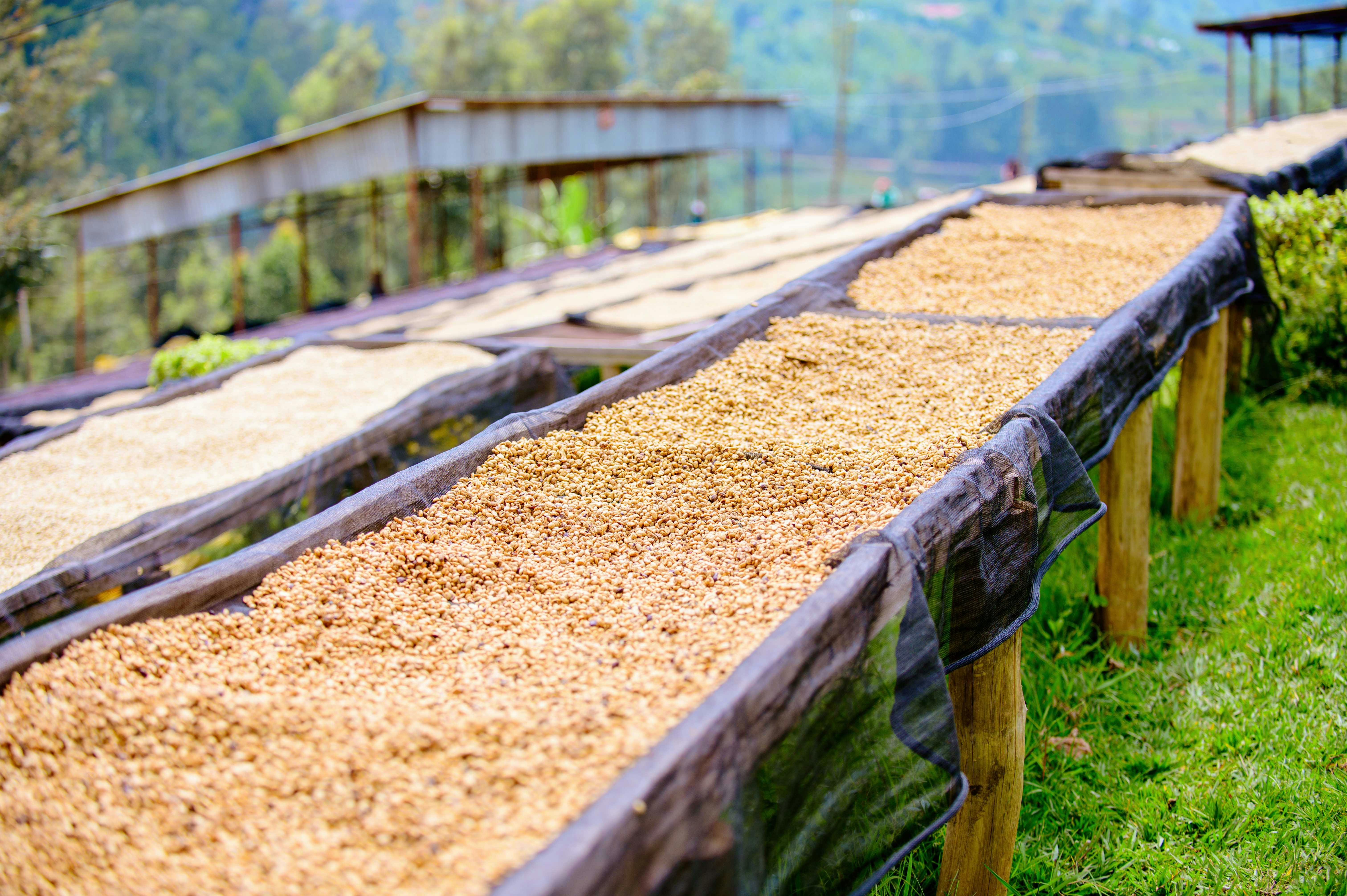 Specialty coffee drying beds